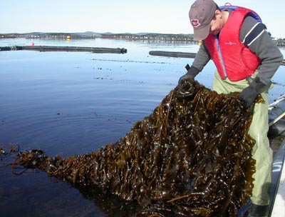 Récolte de varech au site AMTI dans la baie de Fundy