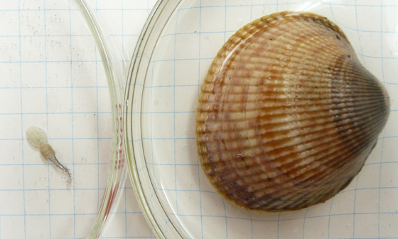 Gravid sea louse and adult Basket Cockle