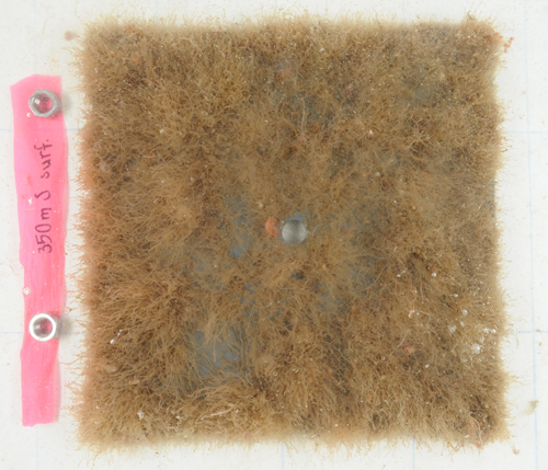 A collector plate retrieved at an IMTA siten after 10 weeks. Colonised predominately with hydrozoans, it has accumulated 145 grams of biomass