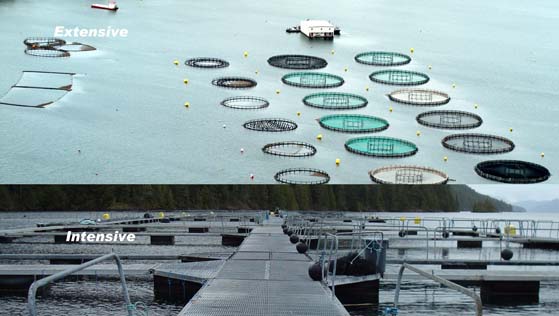 Intensive (British Columbia) and extensive (New Brunswick) IMTA farm sites. These systems will be compared as to their relative efficiencies in nutrient recapture