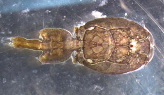 Adult female sea louse Lepeophtheirus salmonis