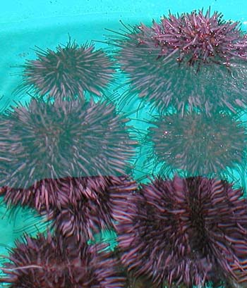Adult Purple Sea Urchins being held as broodstock