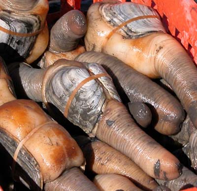 Adult Pacific Geoduck Clams recently harvested from an intertidal culture plot in Washington state