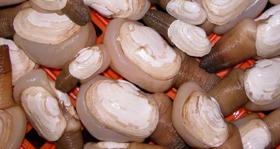 Cultured juvenile Pacific Geoduck Clams