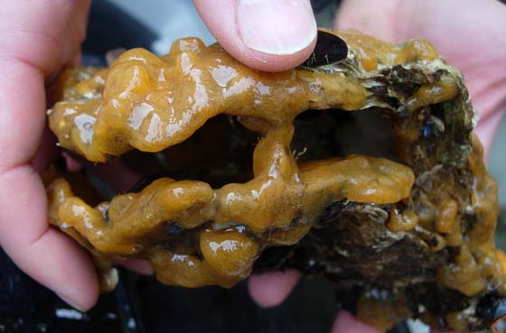 Invasive tunicate Didemnum vexillum on an oyster shell