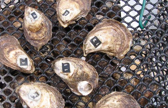 Oysters labeled to monitor growth performance