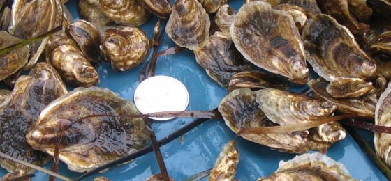 One-year-old oysters