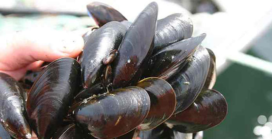 Newfoundland mussels