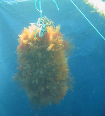 Experimental mussel sock with tunicates over sediment trap