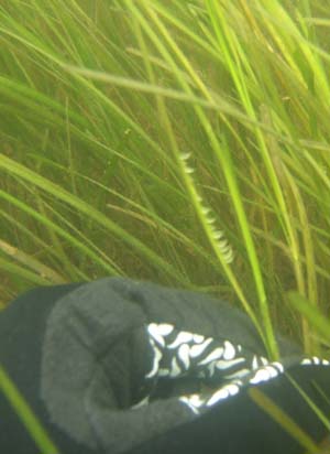 Zostera flowering