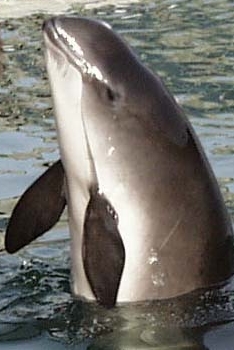 Harbour porpoise