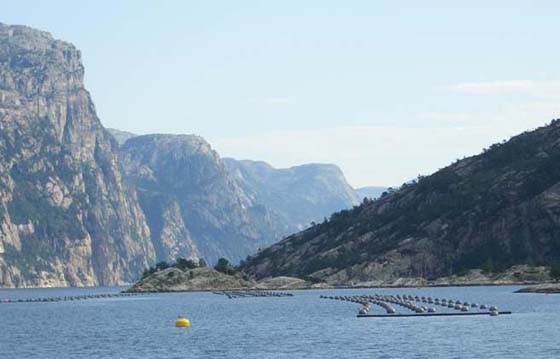 Mussel aquaculture in Lysefjord, southern Norway