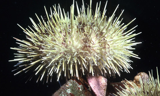 Green Sea Urchin
