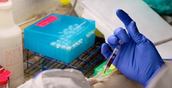 Taking a blood sample from an anaesthetized Atlantic Salmon