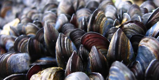 Blue Mussels