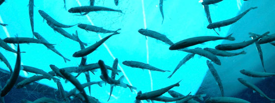 Underwater photograph of Atlantic Salmon in a large tank