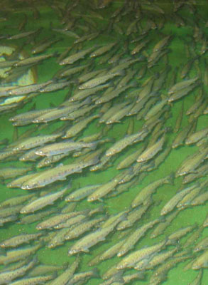 Atlantic Salmon swimming in a large rearing tank