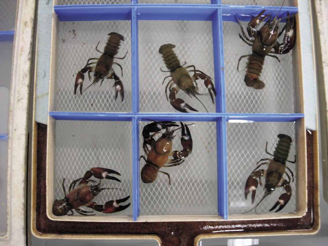 Adult Signal Crayfish in a rearing tray