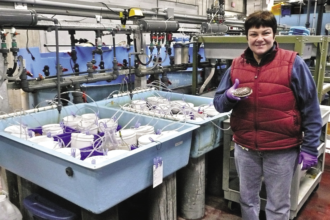 Janis Webb holding a scallop next to her experimental set up