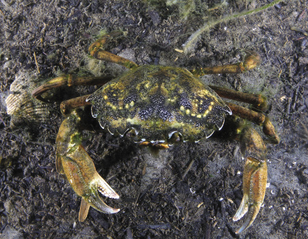 Adult European Green Crab
