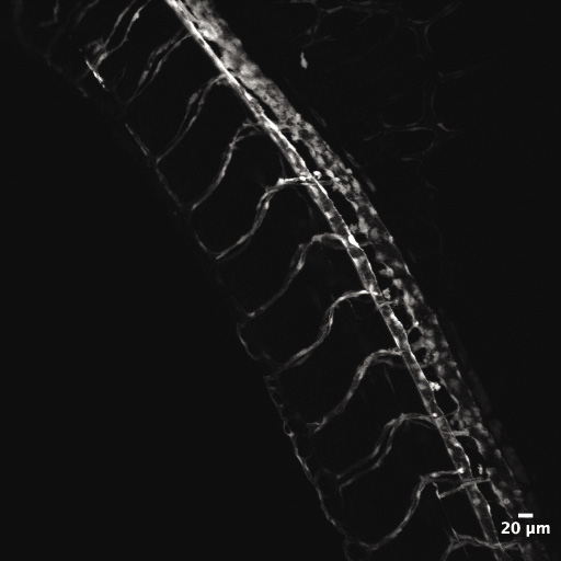 Confocal micrograph of the mid-section of a live Tg(flk1:GFP) Zebrafish embryo highlighting its vasculature
