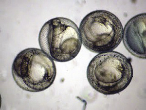 Winter Flounder embryos