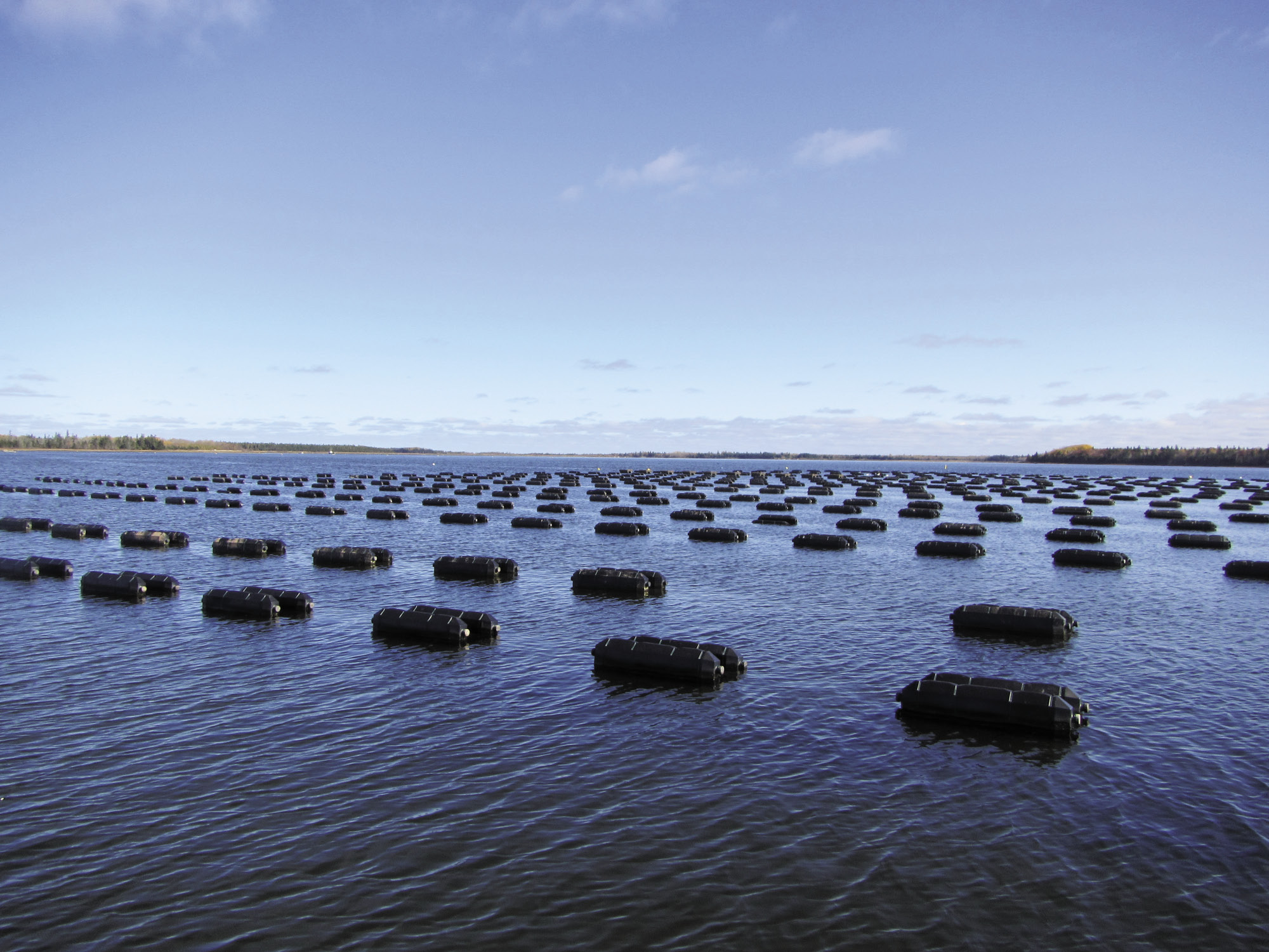 Suspended oyster farm on the Foxley/Trout River system, PEI