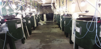 Experimental tanks at the Joe Brown Aquatic Research Building