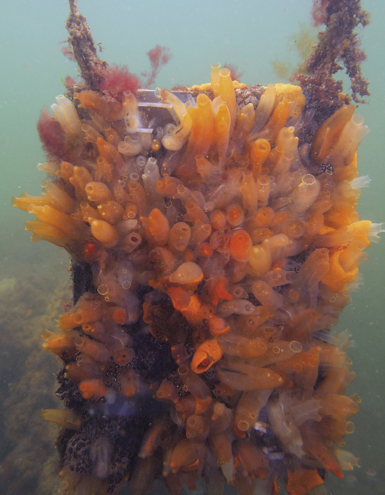 Invasive tunicates adhering to an experimental underwater structure