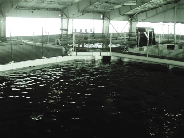 Nursery tank system modified for broodstock holding