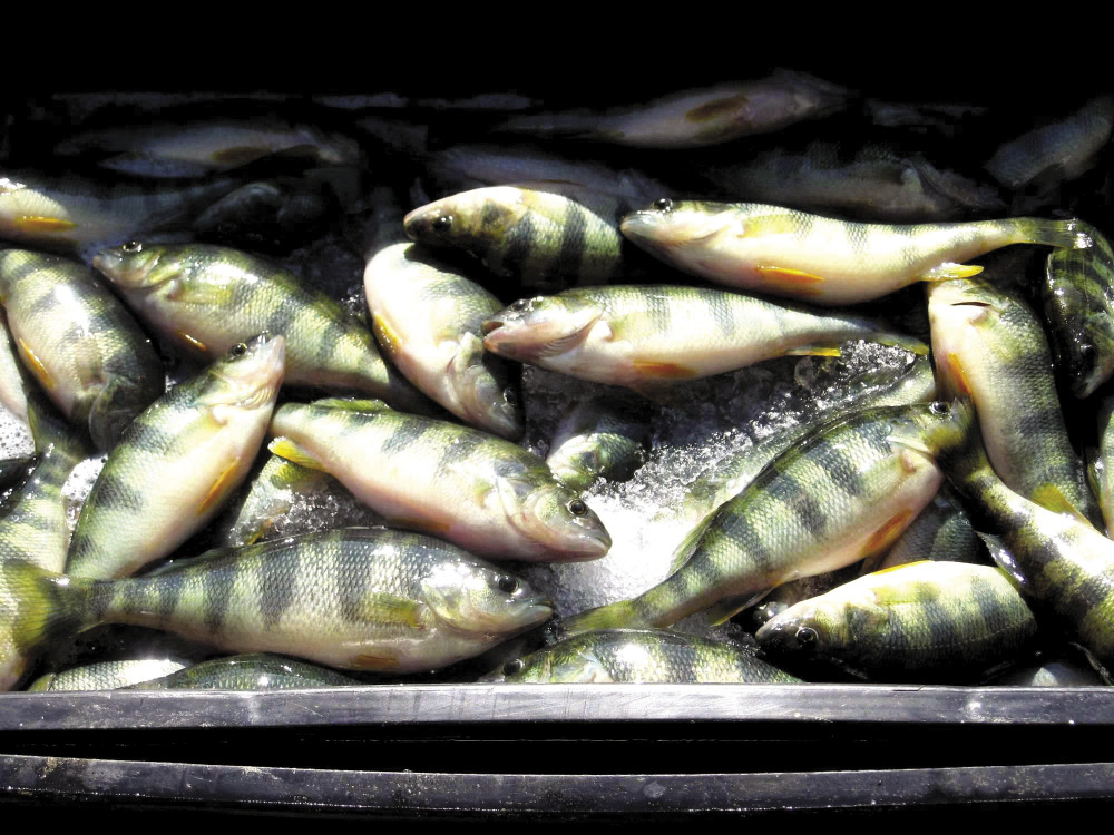 Yellow Perch ready for market