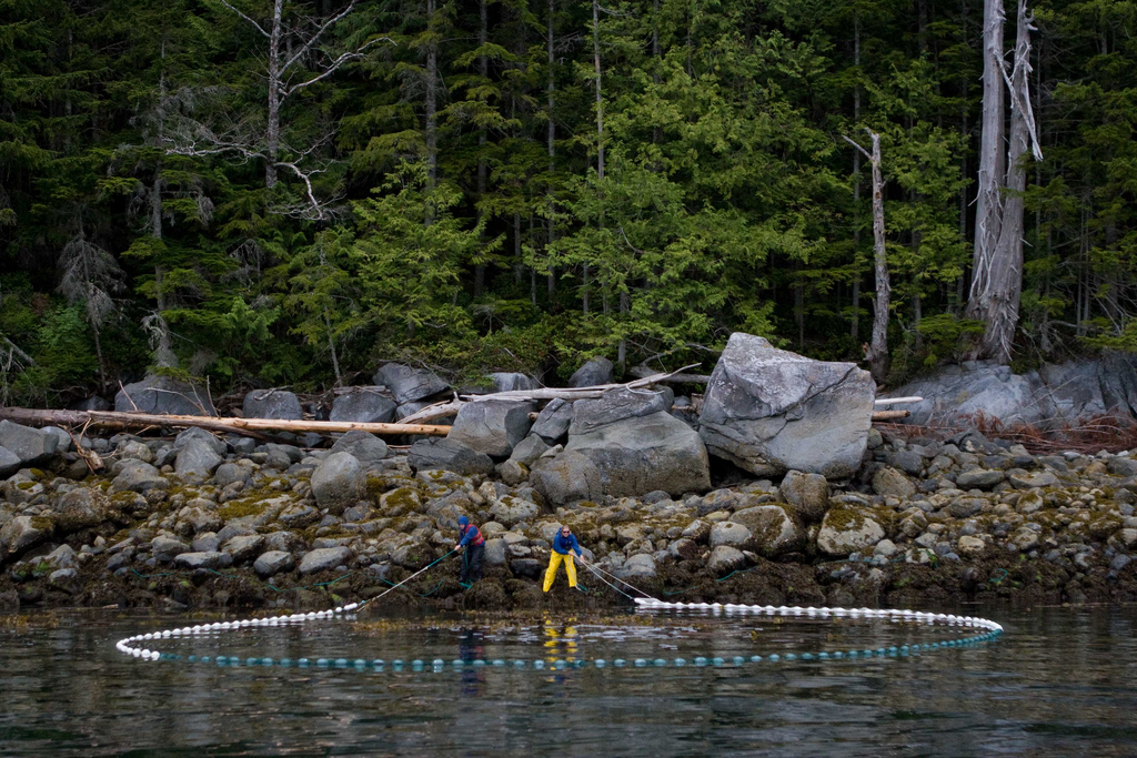 Beach seining in the Broughton Archipelago