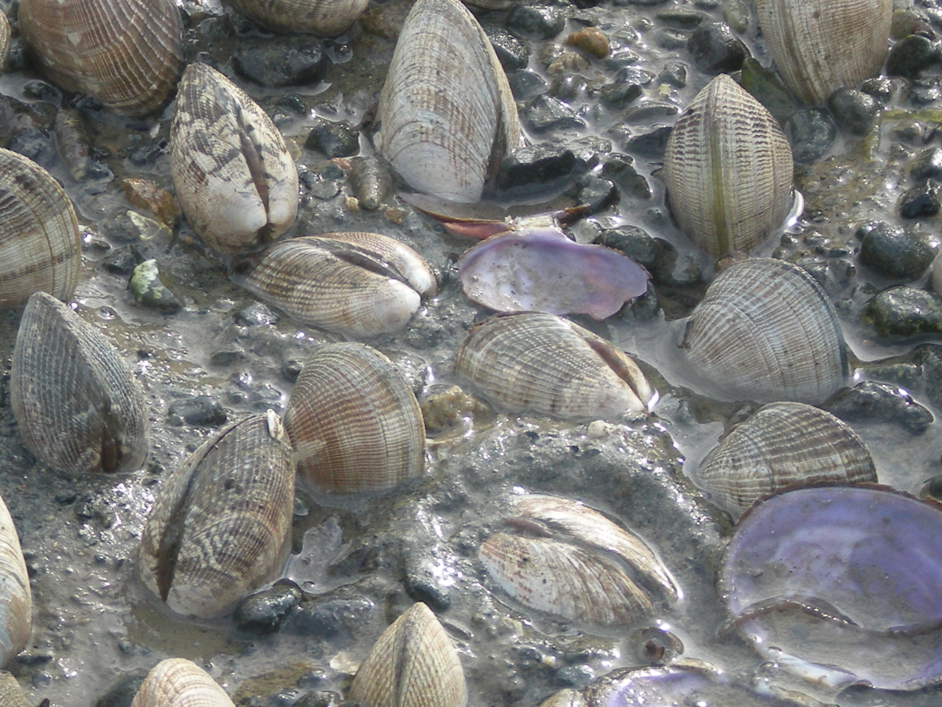 Fauna inhabiting beach plot beneath benthic respiration chamber used in the experiment