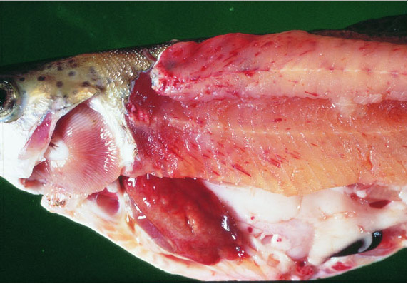 VHSV in trout