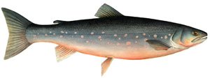 Salmon