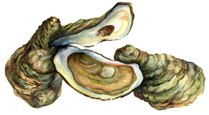 Oysters