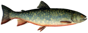 Brook trout