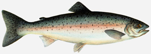 Rainbow trout