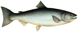 Salmon