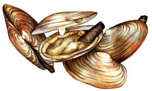 Clams Shoftshell