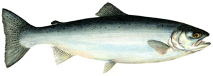 Steelhead