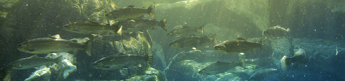 Image of salmon swimming.