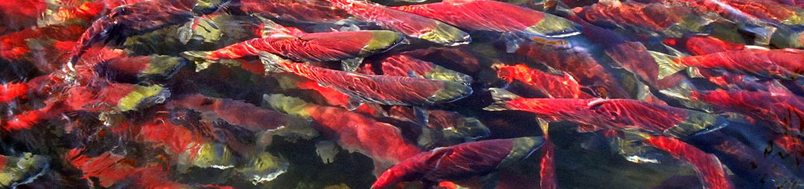 Image of sockeye salmon in Adams River.