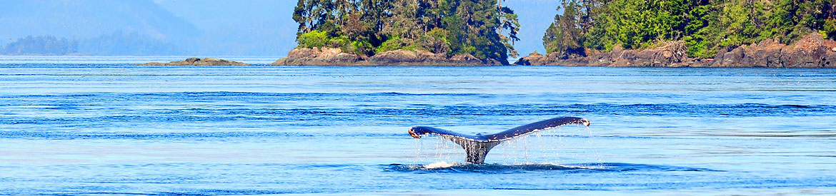 Image of whale tail