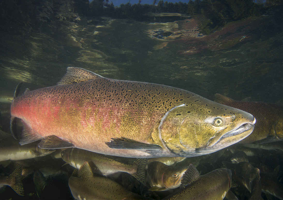 Photo of spawing salmon