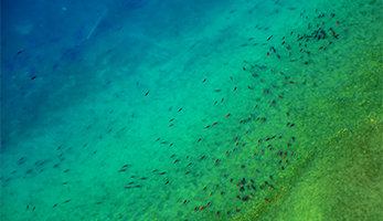 Vue aérienne d'un saumon en train de nager