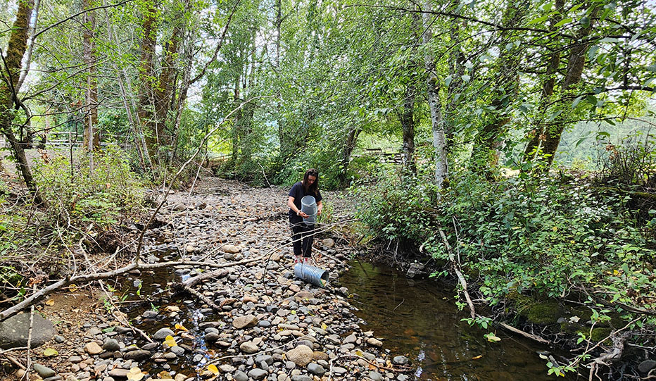 Setting up small fish traps to catch stranded salmon fry in an area impacted by drought to move them to larger pools of cooler, oxygenated water