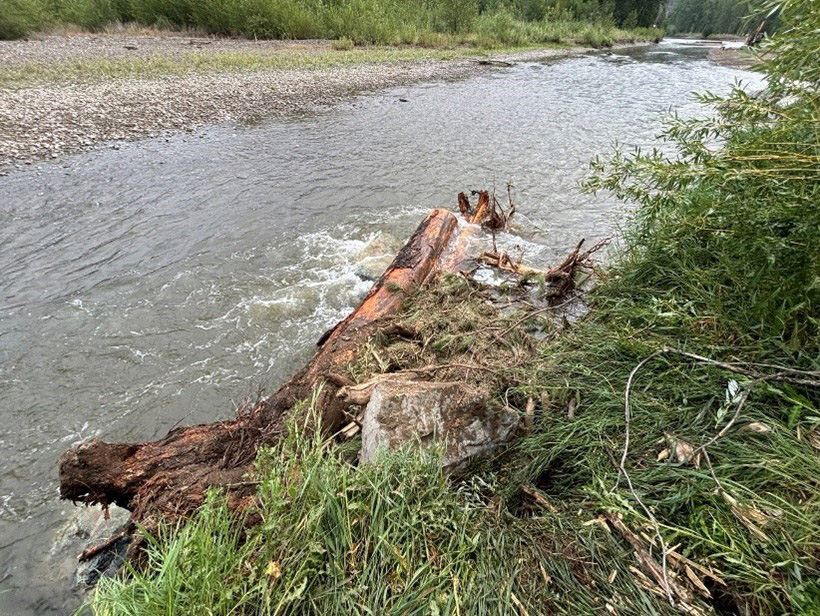 A large woody debris structure placed in the Nicola River serves as critical fish habitat