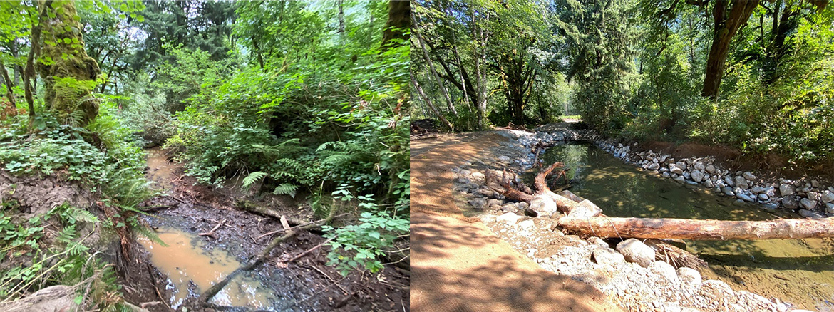 Before and after photos of the new groundwater channel constructed on the Indian River led by səlilwətaɬ (Tsleil-Waututh Nation) and supported by our Stewardship team.