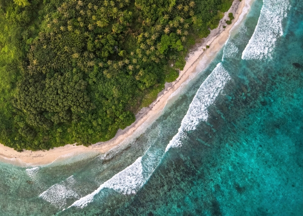 vue aérienne d’une plage tropicale recouverte d’arbres, avec une bande de sable et des vagues atteignant le rivage